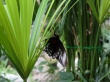 heimische Fauna II - im Schmetterlingsgarten